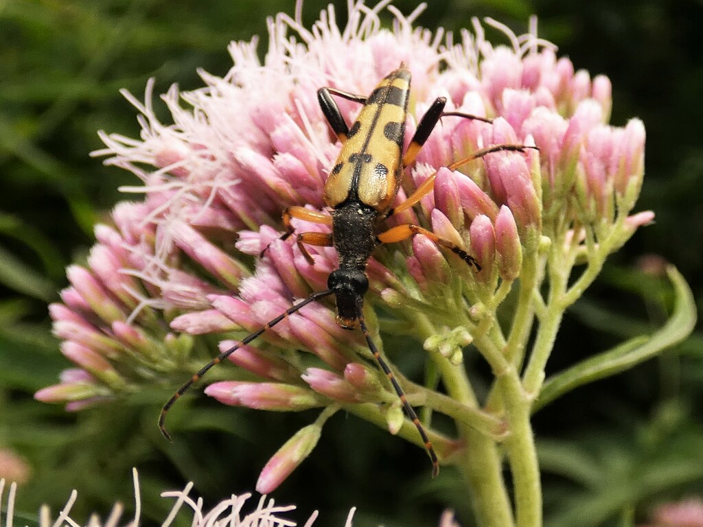 Black and Yellow Longhorn beetle by julienne1