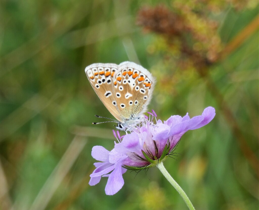 Common Blue  by julienne1