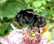 11th Aug 2021 - Red-tailed bumblebee
