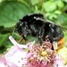 Red-tailed bumblebee by julienne1