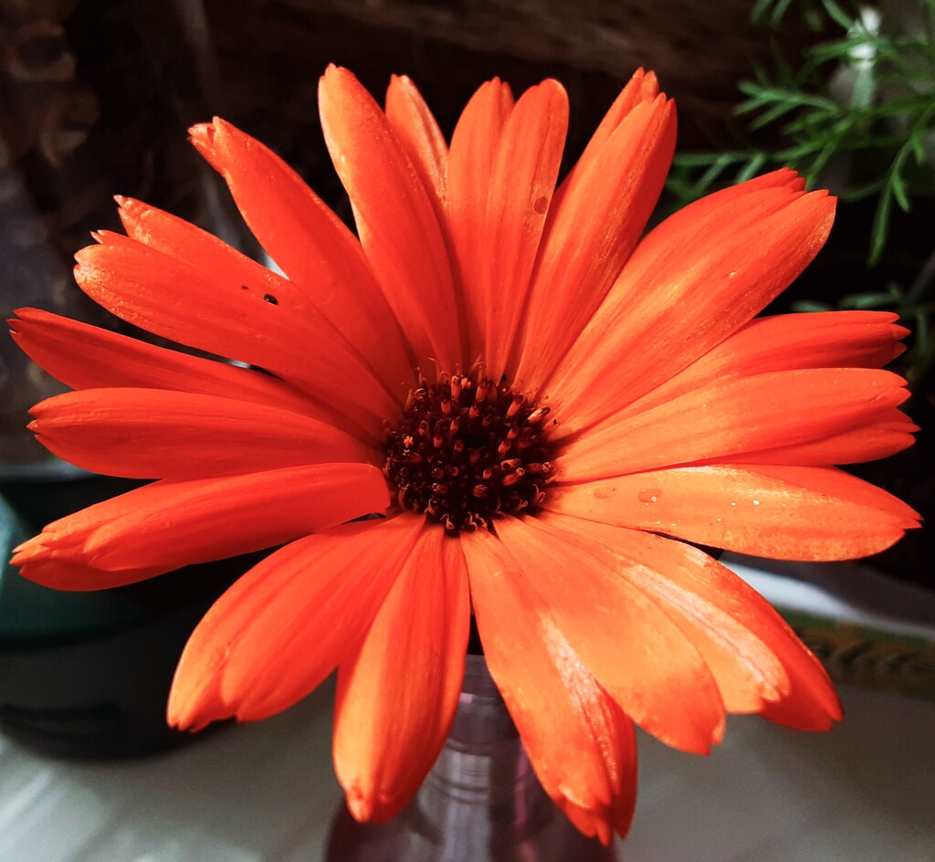 A bright orange Calendula flower. by grace55