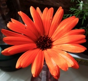 12th Aug 2021 - A bright orange Calendula flower.