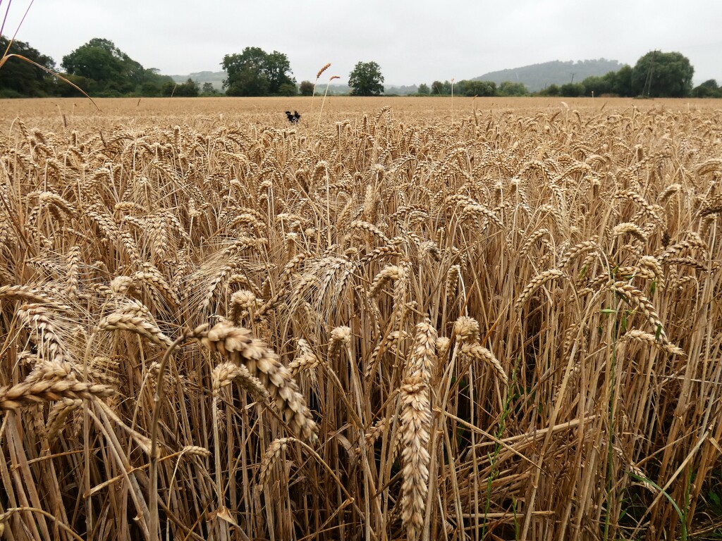 Ripening wheat by julienne1