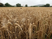 12th Aug 2021 - Ripening wheat