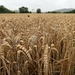 Ripening wheat by julienne1