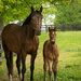Mother and Foal by cindymc