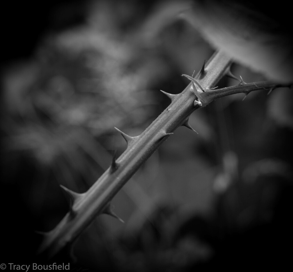 Thorns by tracybeautychick