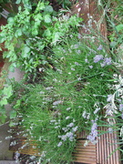 28th Jun 2021 - And we have lavender