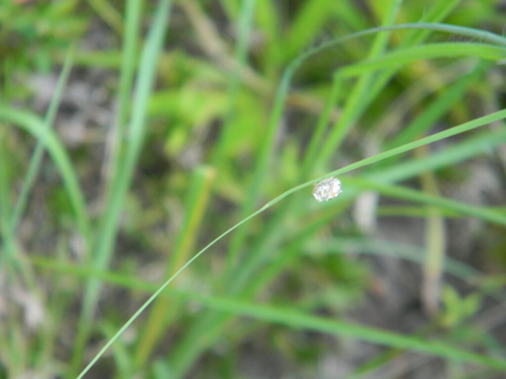Bug Crawling on Grass by sfeldphotos