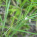 Bug Crawling on Grass by sfeldphotos