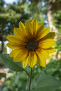 12th Aug 2021 - Another Sunflower