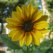 Another Sunflower by timerskine