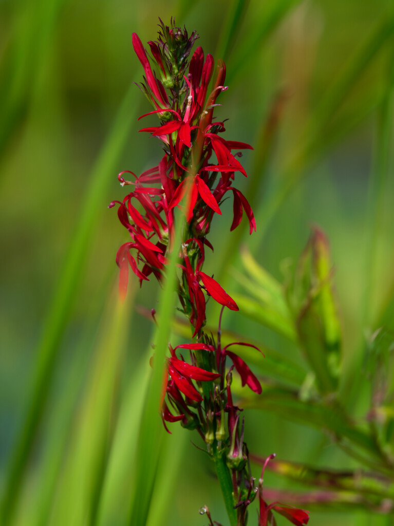 cardinal flower  by rminer