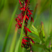 cardinal flower  by rminer