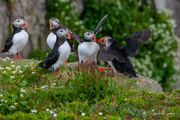 12th Aug 2021 - Puffins