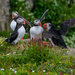 Puffins by elisasaeter