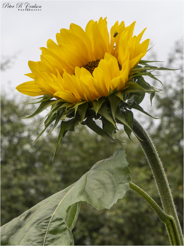 Sunflower by pcoulson