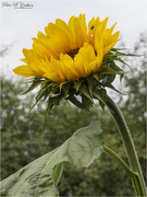 12th Aug 2021 - Sunflower