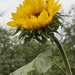 Sunflower by pcoulson