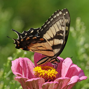 12th Aug 2021 - Tiger Swallowtail nectaring