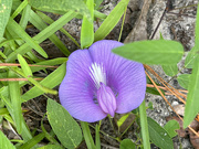 12th Aug 2021 - Butterfly Pea