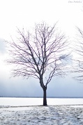 14th Jan 2011 - Tree