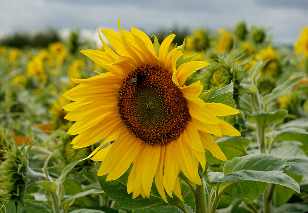 Sunflower by phil_howcroft