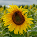 Sunflower by phil_howcroft