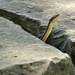 Garter Snake by brillomick