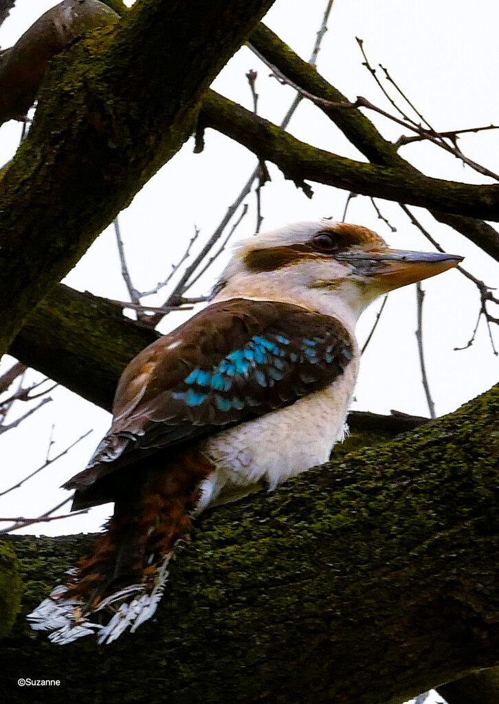 Kookaburra sits . . . by ankers70