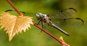 12th Aug 2021 - Dragonfly!