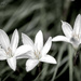 Desaturated Rain Lilies by lstasel