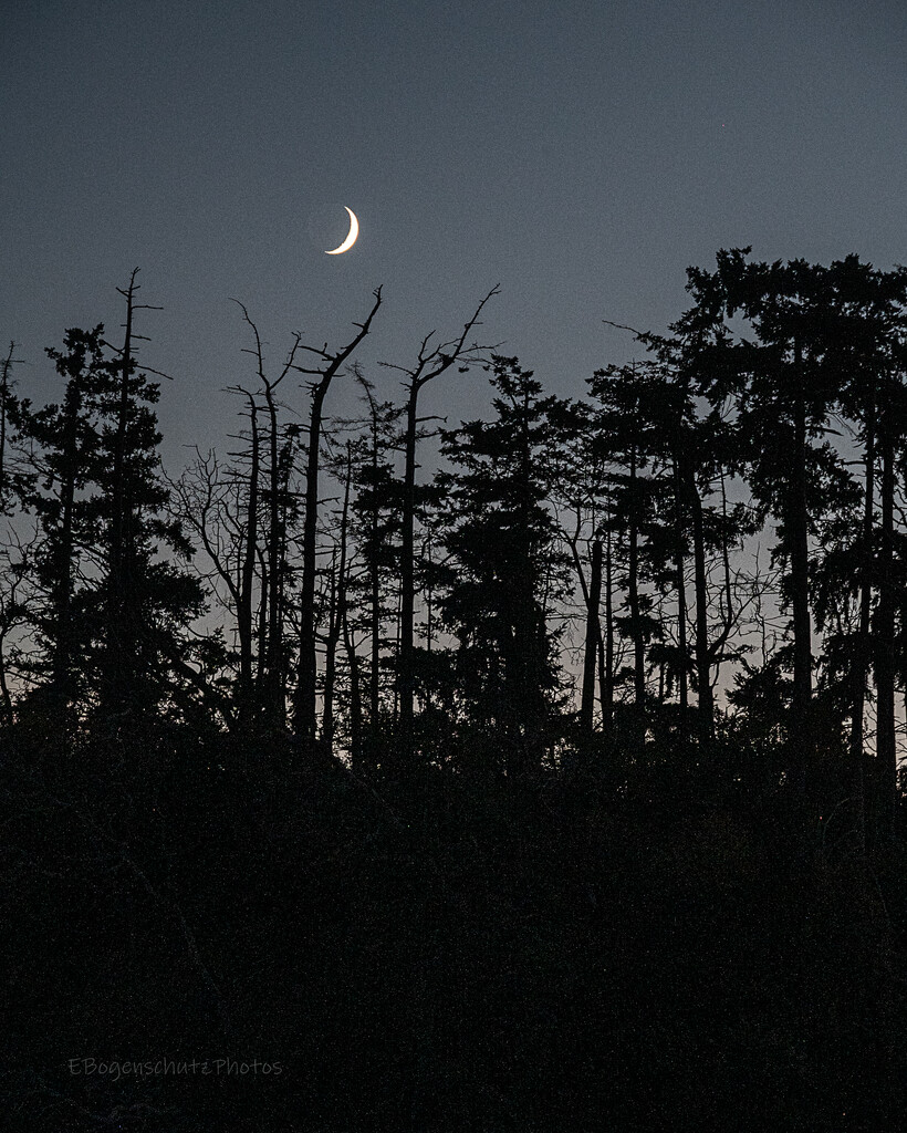 Crescent Moon over Port Hadlock by theredcamera