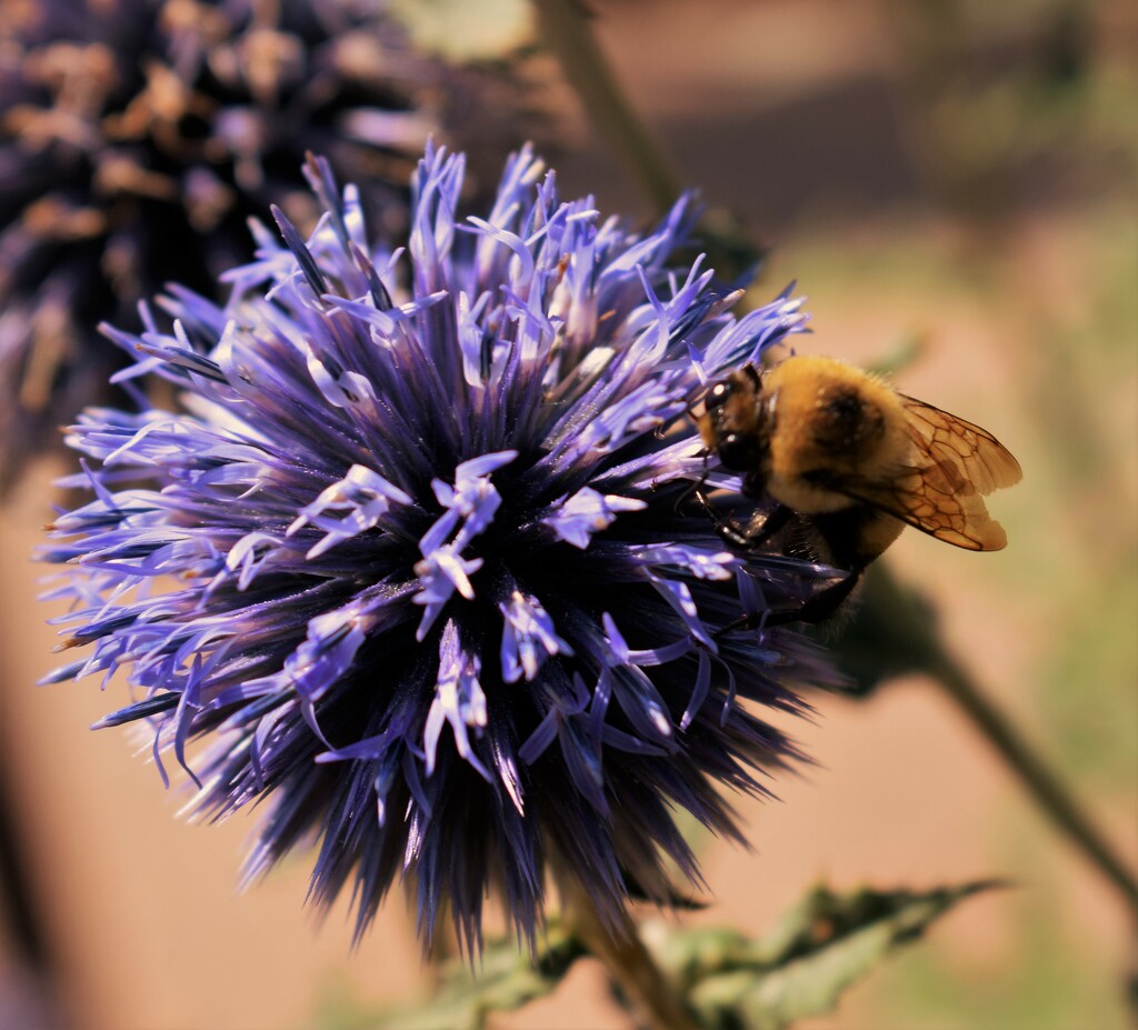 Globe Thistle with bee by sandlily
