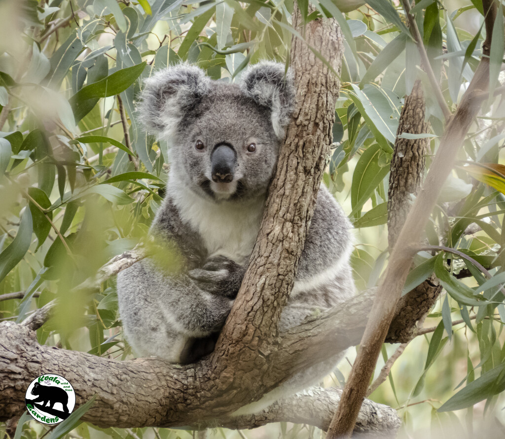 BELA by koalagardens