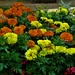 Orange and yellow Marigolds. Windermere Drive. by grace55