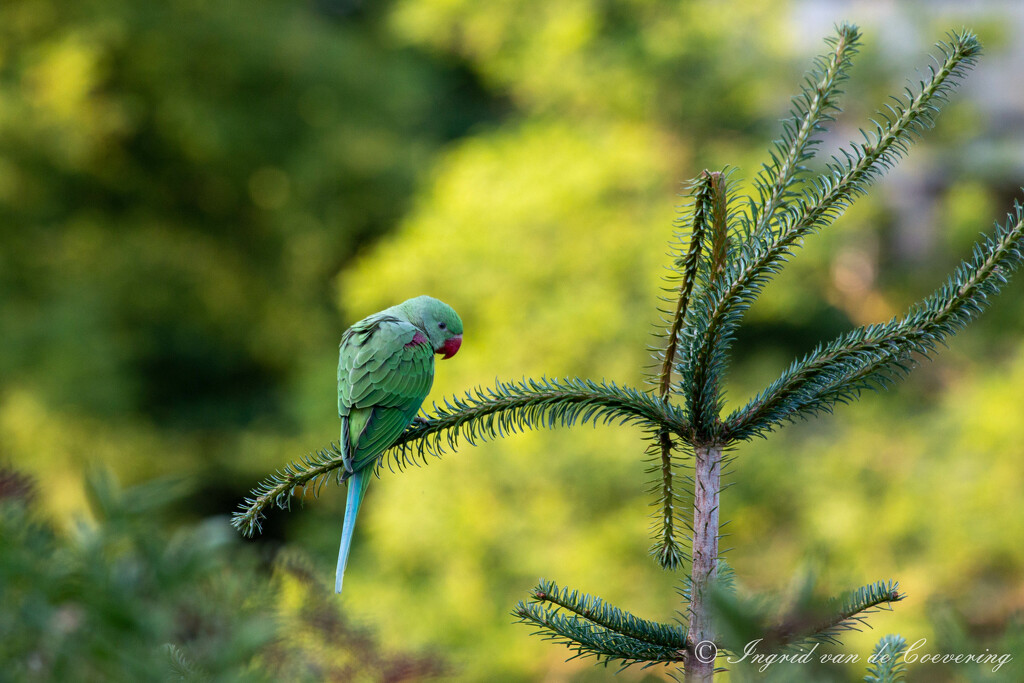 Rosed-ringed parakeet by ingrid01