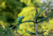 25th Jul 2021 - Rosed-ringed parakeet