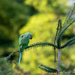 Rosed-ringed parakeet by ingrid01