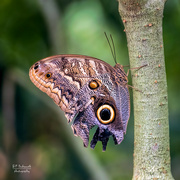 13th Aug 2021 - Owl Butterfly!