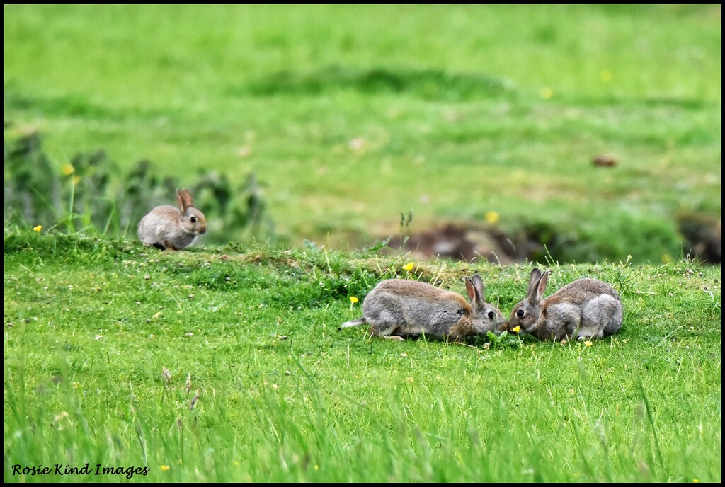 Little bunnies by rosiekind