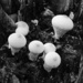 Common Puffballs in a Stump by juliedduncan