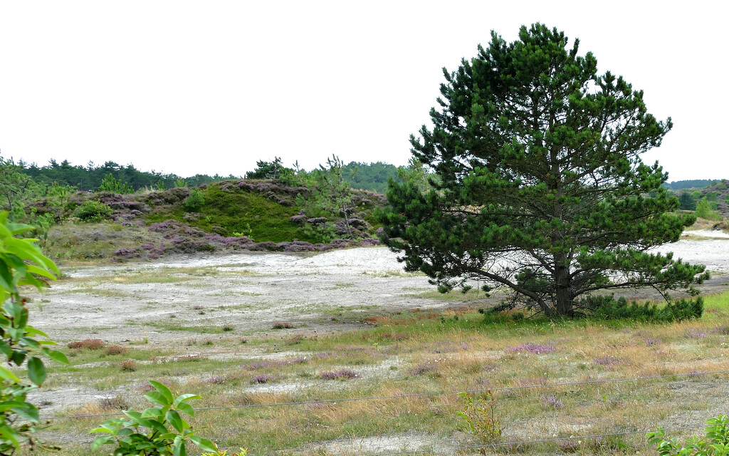 pine tree and heather in the dunes by marijbar