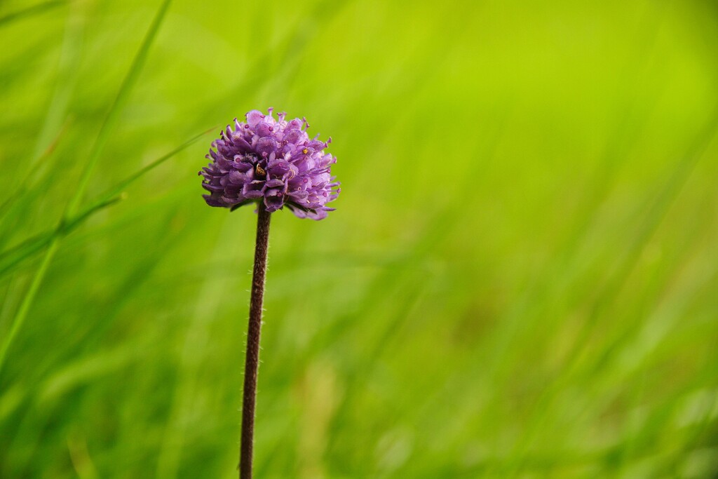 Purple flower in green by okvalle