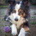 Just try to take my ball!  by salza
