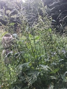 11th Aug 2021 - Wild meadow.