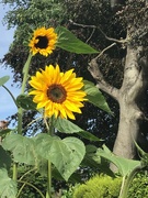 13th Aug 2021 - Sunflowers