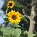 Sunflowers by jab