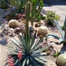 Cactuses by bruni