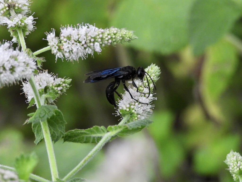 Great black wasp by amyk